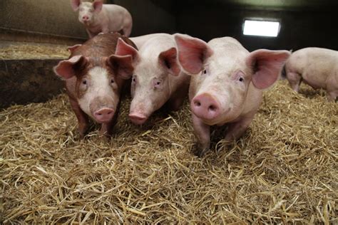 Porc .